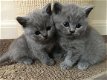 mannelijke en vrouwelijke Britse korthaar kittens klaar om nu te gaan - 1 - Thumbnail