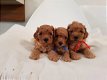 speelgoed poedel pups - 1 - Thumbnail