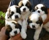 Sint-bernard-puppy's - 1 - Thumbnail