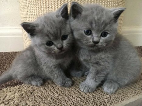 mannelijke en vrouwelijke Britse korthaar kittens klaar om nu te gaan - 1