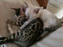 KINDERVRIEND Bengalen Kittens,!!!!@.................. - 1