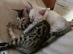 KINDERVRIEND Bengalen Kittens,!!!!@.................. - 1 - Thumbnail