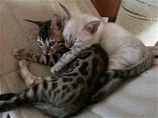 KINDERVRIEND Bengalen Kittens,!!!!@..................