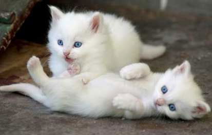 KINDERVRIEND Bengalen Kittens,!!!!@.................. - 2