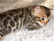 Bengaalse kittens beschikbaar.@@............ - 1 - Thumbnail