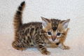 Leuke baby kittens beschikbaar@............ - 1 - Thumbnail