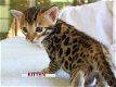 Moeder neemt me Bengaalse kittens........... - 1 - Thumbnail