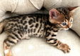 !!!! Schattige gratis Bengaalse kittens......,....... - 1 - Thumbnail