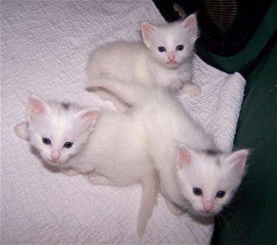Super witte blauwe ogen kittens beschikbaar @...... - 2