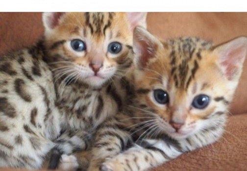 !!!! Super baby gezicht Bengalen Kittens.....@,,...... - 1