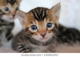 Leuke baby kittens beschikbaar@.............. - 1