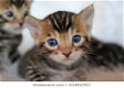 Leuke baby kittens beschikbaar@.............. - 1 - Thumbnail