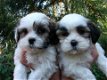 Stamboom Shih Tzu-puppy's beschikbaar - 1 - Thumbnail