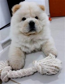 Gezonde Chow chow Mannelijke en vrouwelijke puppy klaar - 1