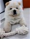 Gezonde Chow chow Mannelijke en vrouwelijke puppy klaar - 1 - Thumbnail