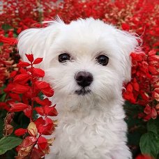 Kleine Maltese pups