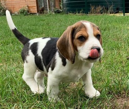 Mooie Beagle Pups te koop - 1