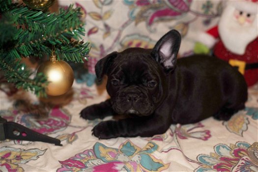 Mooie en gezonde Franse Bulldog puppies beschikbaar - 1