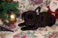 Mooie en gezonde Franse Bulldog puppies beschikbaar - 1 - Thumbnail