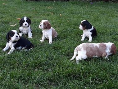 Puur brood Cavalier King Charles Spaniel puppies - 1