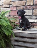 Aanbiddelijke Great Dane-puppy's te koop - 1