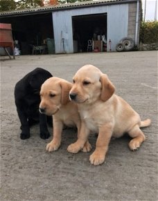 Puppies van puur RAS Labrador Retriever te koop