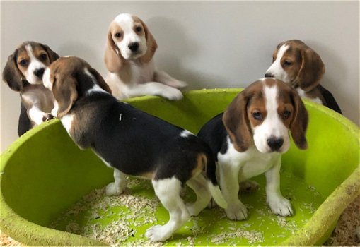 Twee Beagle Pups te koop - 1