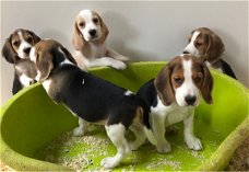 Twee Beagle Pups te koop