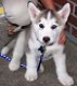 Siberian Husky puppies met documenten - 1 - Thumbnail