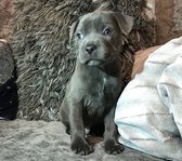 Prachtige Staffordshire Bull Terrier te koop - 1