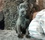 Prachtige Staffordshire Bull Terrier te koop - 1 - Thumbnail