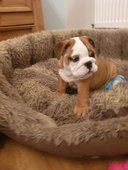 Bulldog-puppy's - 1