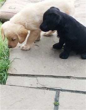 Labrador puppy's - 1