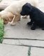 Labrador puppy's - 1 - Thumbnail