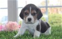 Puur ras Mooie Beagle puppies te koop - 1 - Thumbnail