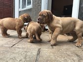 Dogue De Bordeaux puppy's