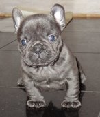 Franse bulldog pup te koop - 1