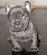 Franse bulldog pup te koop - 1 - Thumbnail