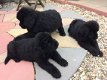 Geweldige Newfoundland-puppy's te koop - 1 - Thumbnail