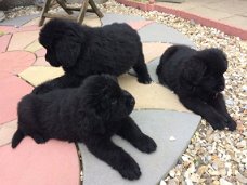 Geweldige Newfoundland-puppy's te koop