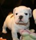 British Bulldog Puppy beschikbaar - 1 - Thumbnail