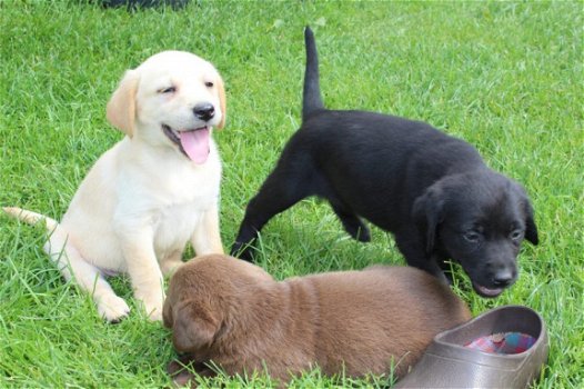 Labrador puppy met papieren - 1