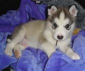 Superleuke Alaskan Malamute-puppy's - 1
