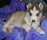 Superleuke Alaskan Malamute-puppy's - 1 - Thumbnail