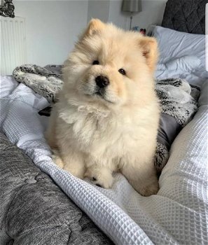 Gezonde Chow chow Mannelijke en vrouwelijke puppy klaar - 1