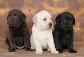 Labrador puppy met papieren - 1