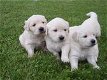 Golden Retriever puppies met documenten - 1 - Thumbnail