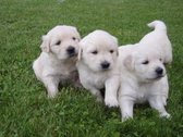 Golden Retriever puppies met documenten