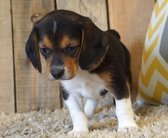 Beagle Puppies te koop - 1