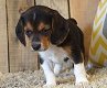 Beagle Puppies te koop - 1 - Thumbnail